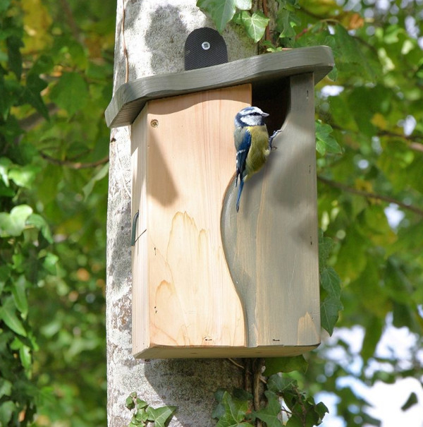 Simon King Cavity Nest Box