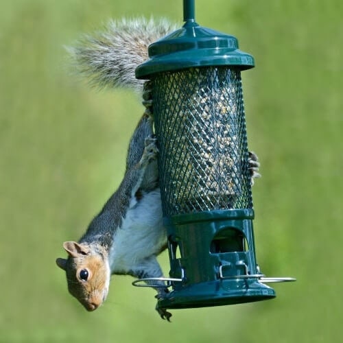 Brome Squirrel Buster Seed Feeder